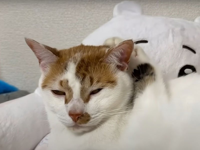 顔に手を置かれる猫