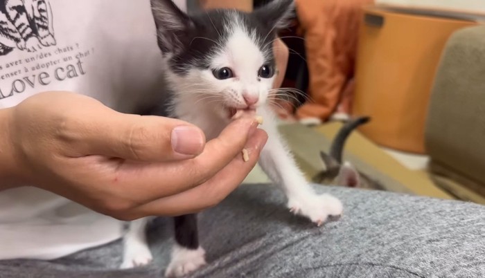 指から食べるみりんちゃん