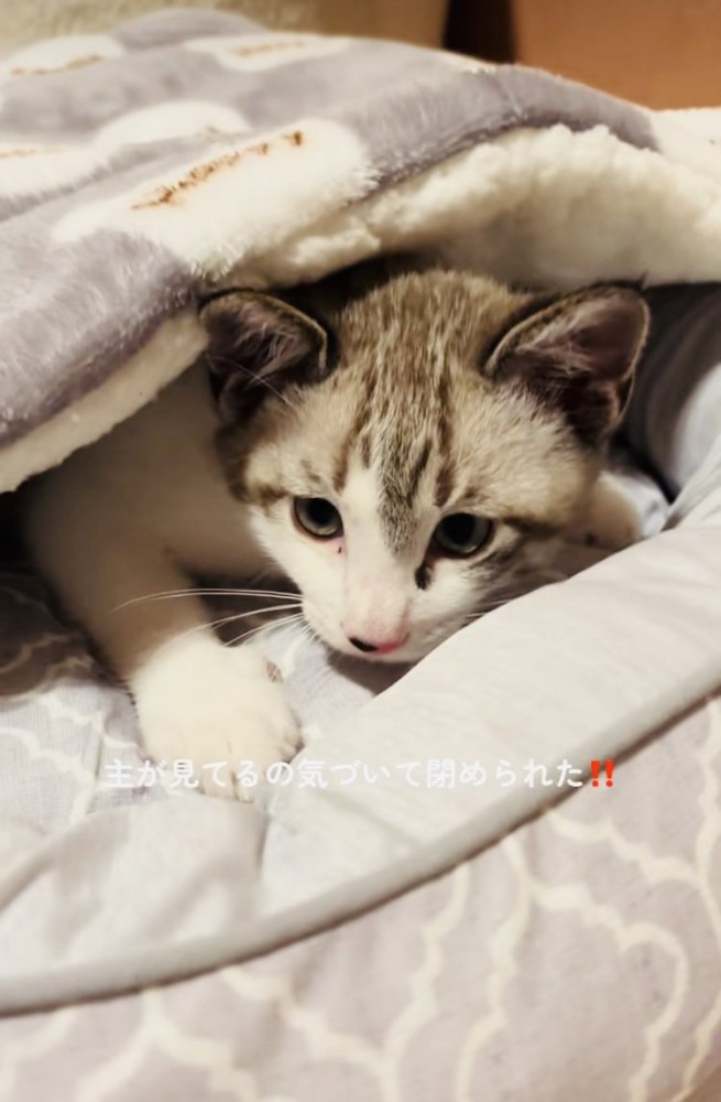 飼い主を睨む子猫