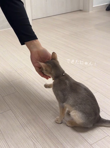 飼い主からおやつをもらう猫