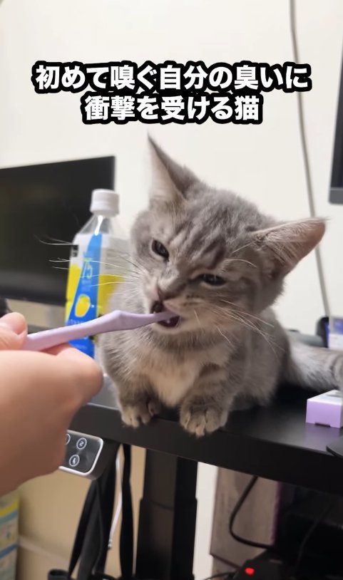 半目で歯ブラシをくわえている子猫