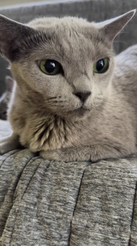 辺りを見まわす成猫