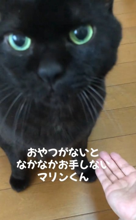 飼い主を見つめている黒猫