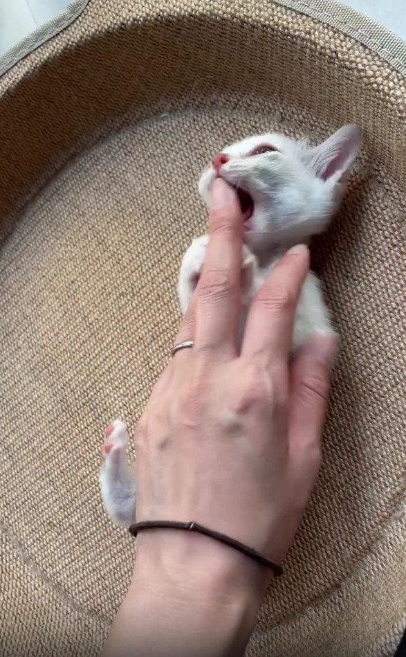 手にじゃれる子猫
