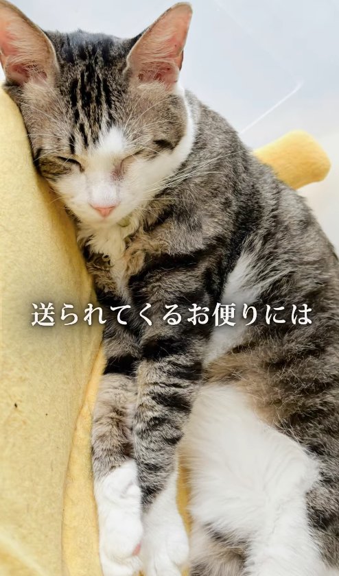 黄色い猫ベッドの上で寝ている猫