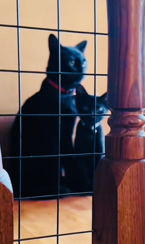 階段の上でパパを出迎える2匹の黒猫