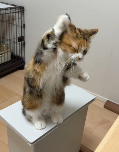 後ろ足で立って手をあげる猫