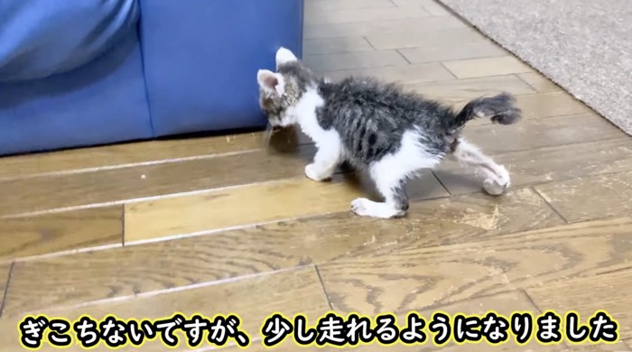 必死に前進する子猫