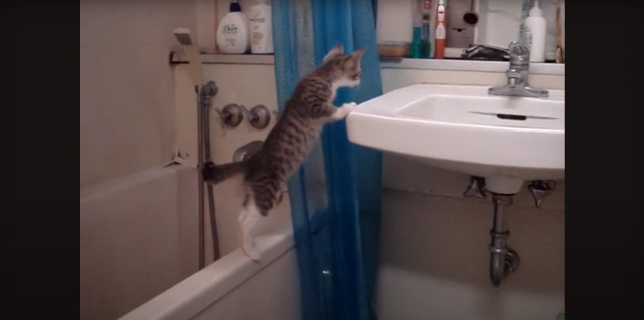 洗面台を覗くモアレちゃん