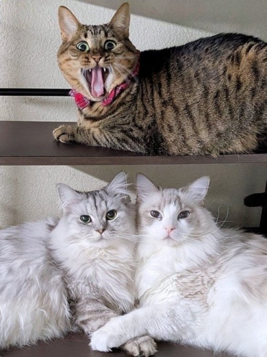 左右対称のポーズをする猫