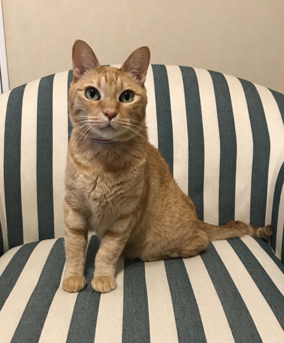 おすわりする猫