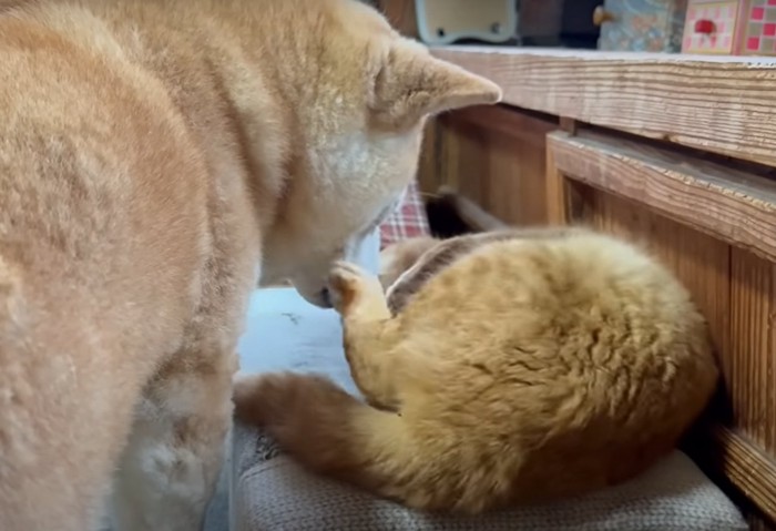 左後足を柴犬の口もとに当てる猫