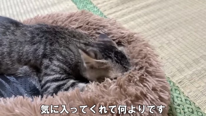 猫ベッドに顔を埋める子猫
