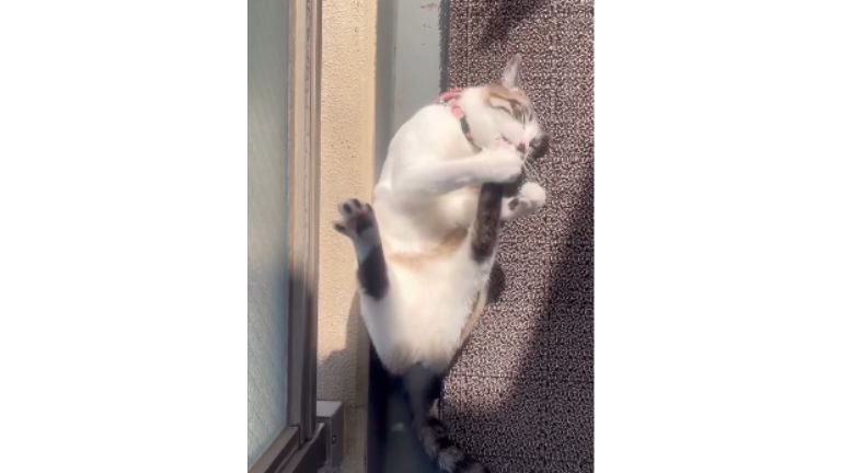 寝転がる猫