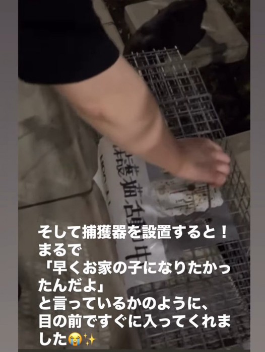 捕獲器に近づく猫