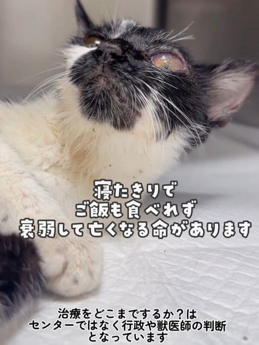 上を見る猫