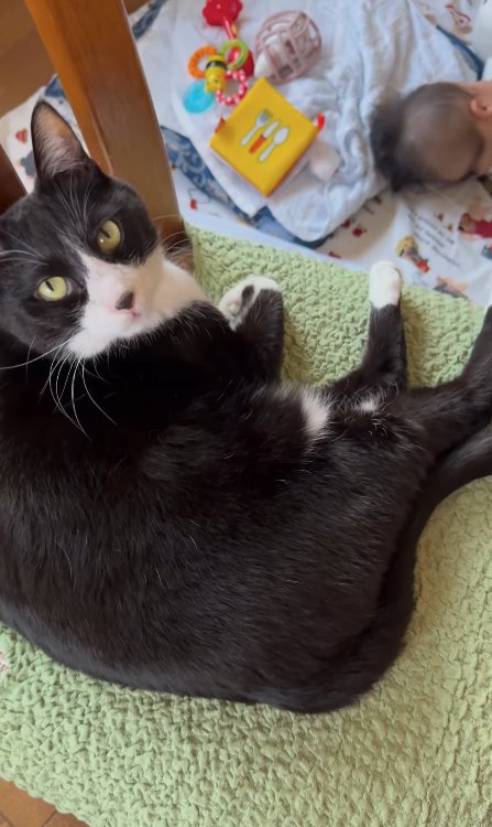 椅子の上からカメラを見つめる猫