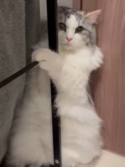 上目づかいで飼い主を見つめる猫の姿