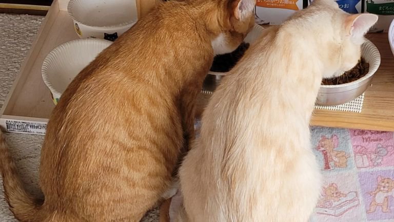 ご飯を食べる猫