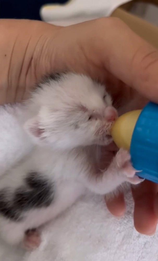 ミルクを飲む赤ちゃん猫