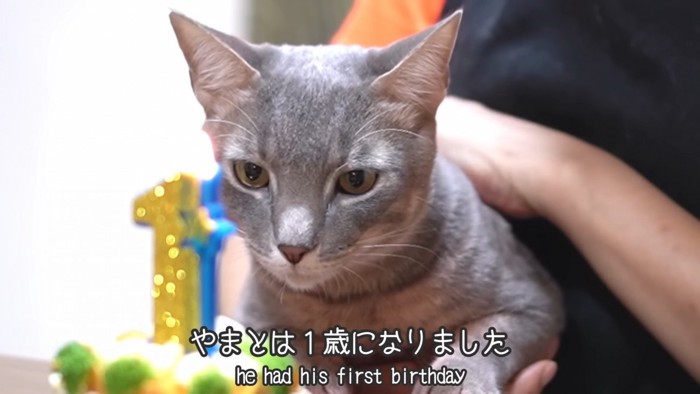 抱っこされる猫