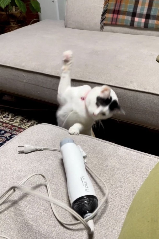 ドライヤーにパンチする三毛猫