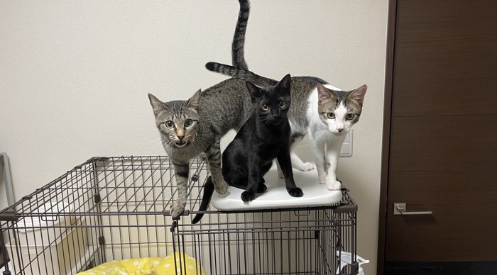 寄り集まって飼い主を見つめる3頭の猫