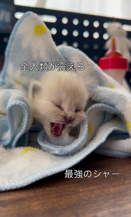 口を大きく開く子猫