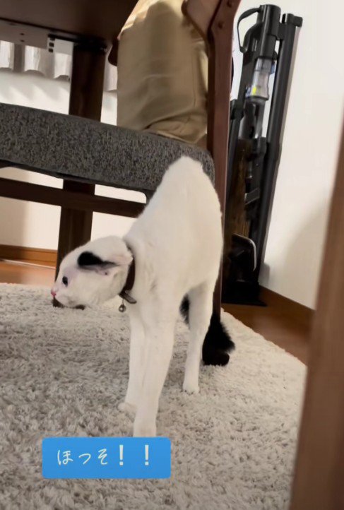 警戒しているハクちゃん