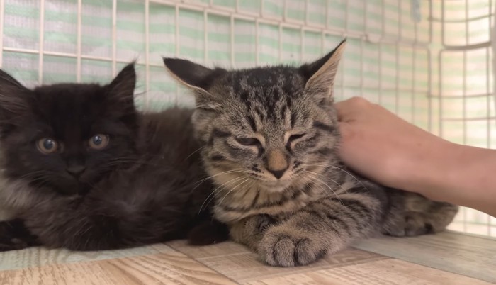 目を細めるアズマくん