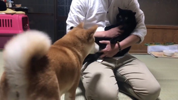 抱っこされる猫