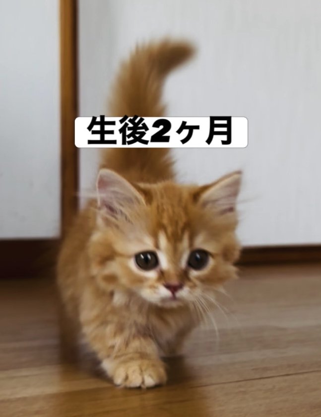 フローリングの上を歩いている子猫
