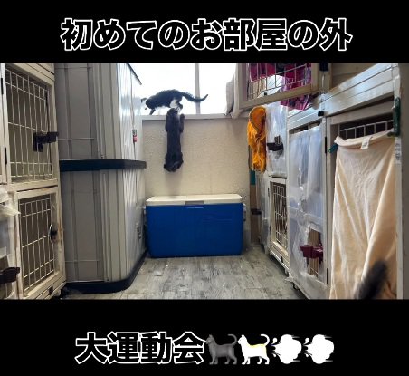外を見る猫