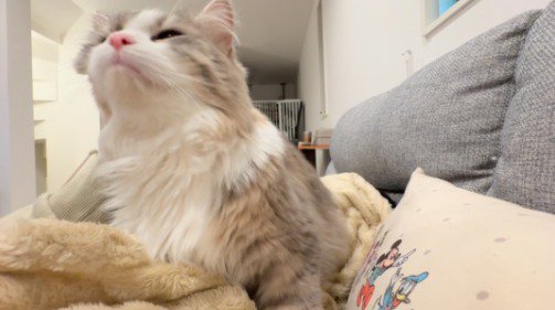 飼い主に頭を撫でられて嬉しそうな猫