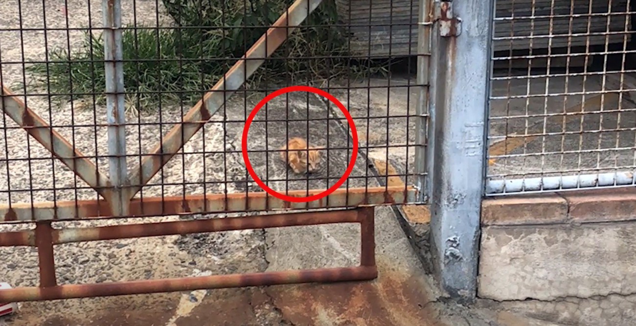 フェンスの向こうにいる子猫