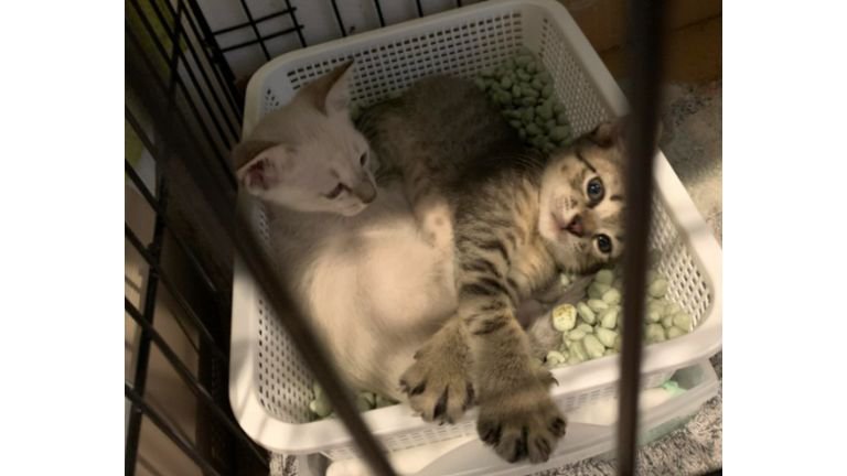 ケージの中にいる子猫