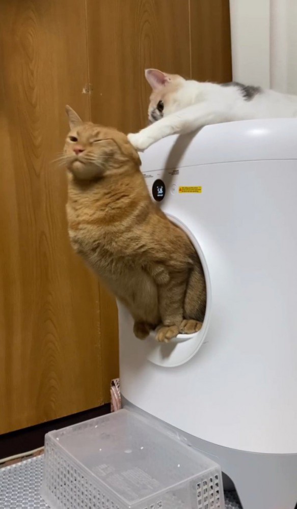 トイレする猫と邪魔する猫