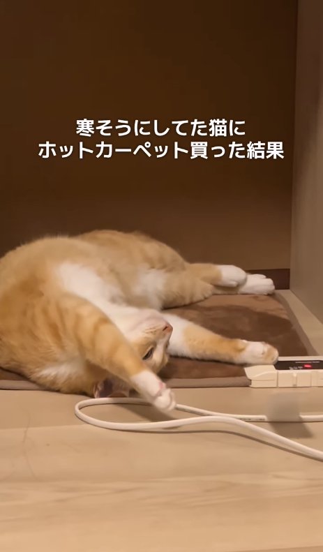 ホットカーペットの上で寝転がる猫(アップ)
