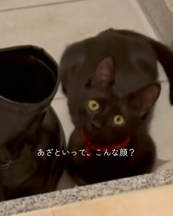 傾げる猫