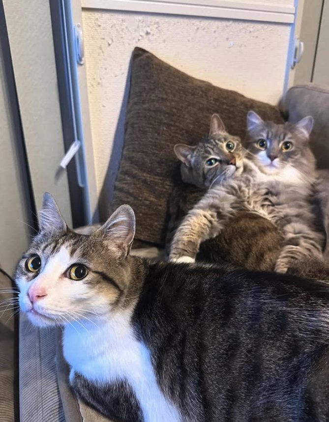 画面手前にいる猫の後ろで重なって横になっている2匹の猫