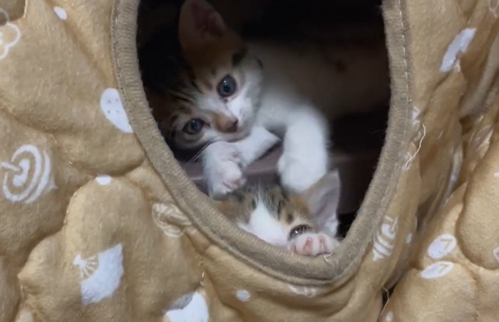 こたつの入口から覗く2匹の子猫