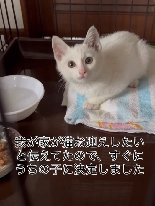 ケージの中で目を丸くする子猫