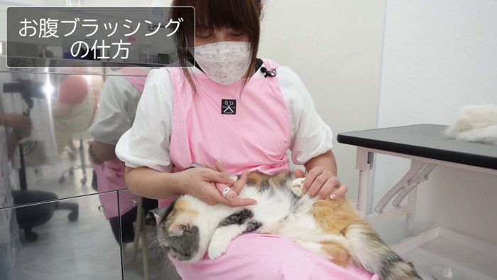 後ろ足を持たれる猫