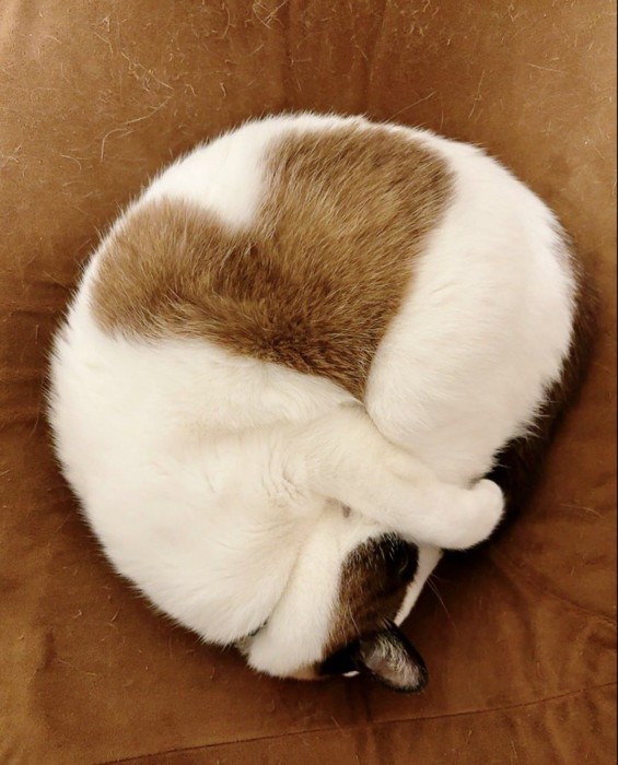 猫が丸くなって眠る姿