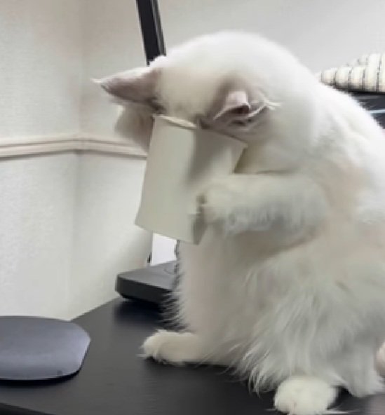 困る猫