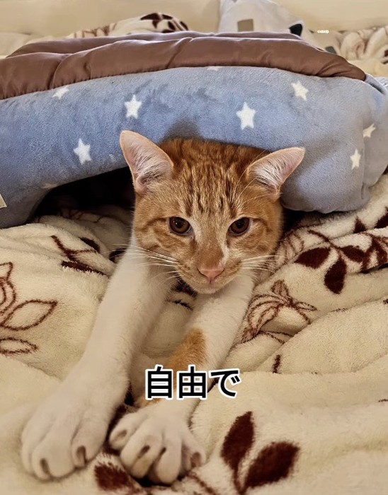 猫ベッドの下にいる猫