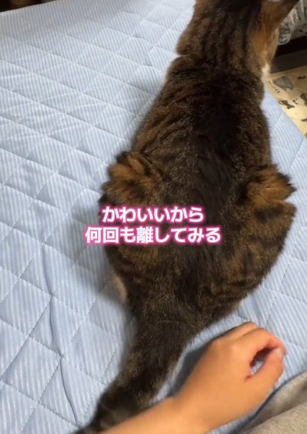 再度しっぽを当てる猫