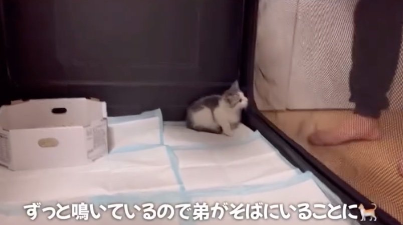 ベッドの近くにいる2匹の柴犬