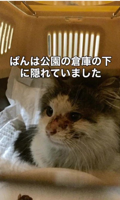 座っている猫