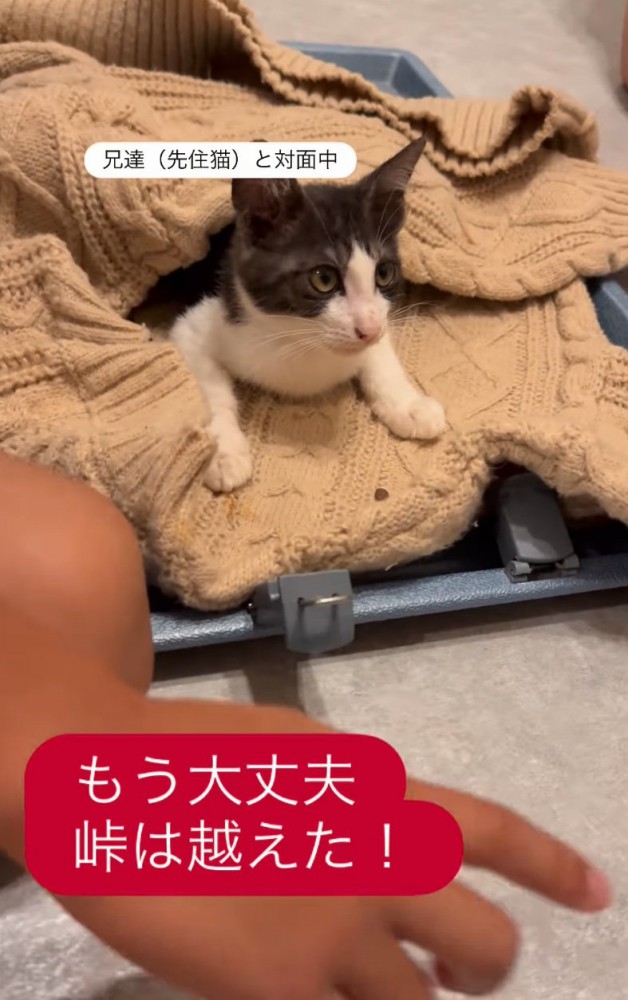 顔を起こすパンちゃん